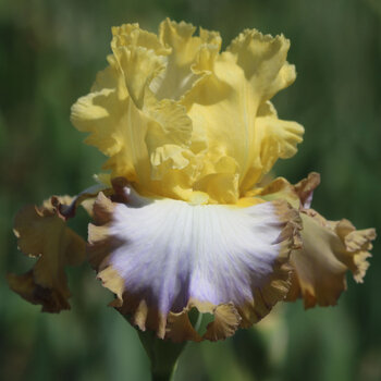 Bearded Iris- Custom Rim