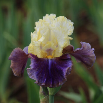 Bearded Iris- Colour Shift