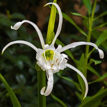 Spider Lily- White