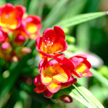 Freesia- Massing (Hadeco) Red