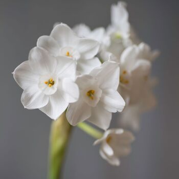 Jonquil- Polly's Pearl