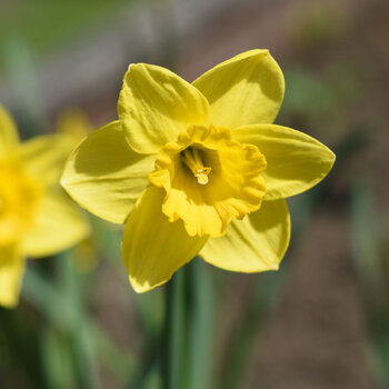 Daffodil- King Alfred