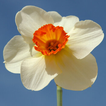 Daffodil- Red Rocket