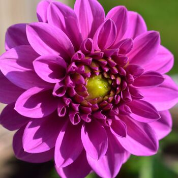 Dahlia Tubers | The Seed Collection