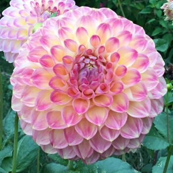 Dahlia Tubers | The Seed Collection