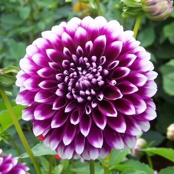 Dahlia Tubers | The Seed Collection