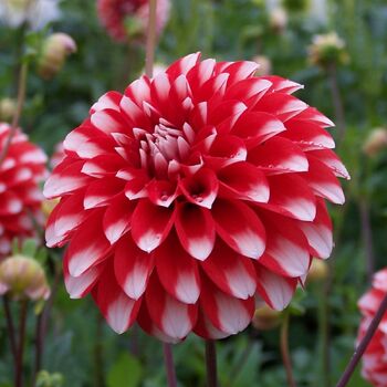 Dahlia- Fire and Ice (Tuber)
