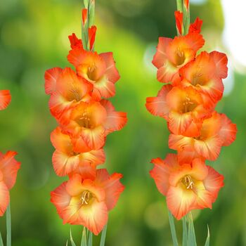 Gladiolus- Orange Sun