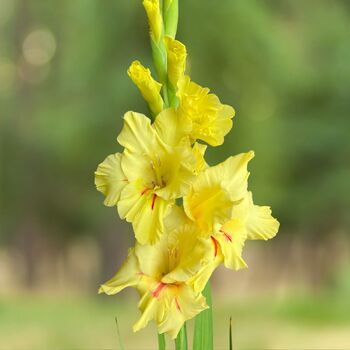 Gladiolus- Yellow Age