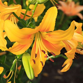 Asiatic Lily- Pearl Justine
