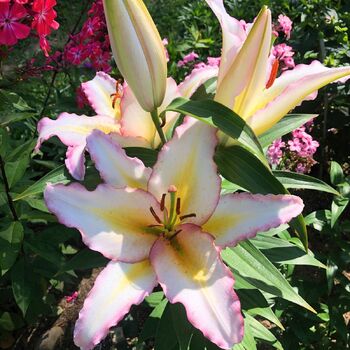 Oriental Lily- Primrose Hill