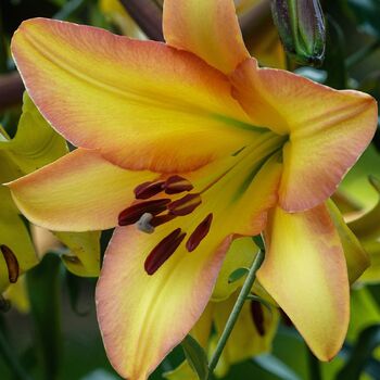 Oriental Trumpet Lily- Rising Moon