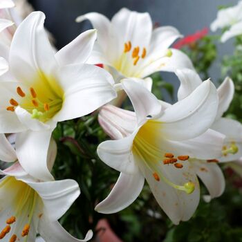 Oriental Trumpet Lily- White Planet