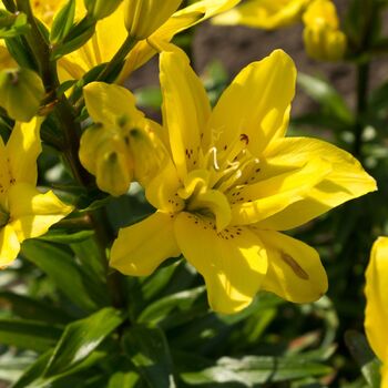 Double Asiatic Lily- Fata Morgana