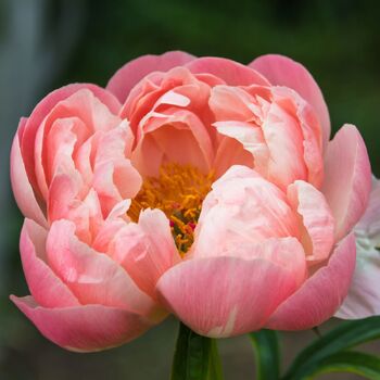 Herbaceous Peony- Coral Charm