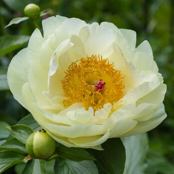 Herbaceous Peony- Lemon Chiffon