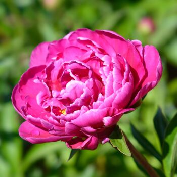 Herbaceous Peony- Felix Supreme