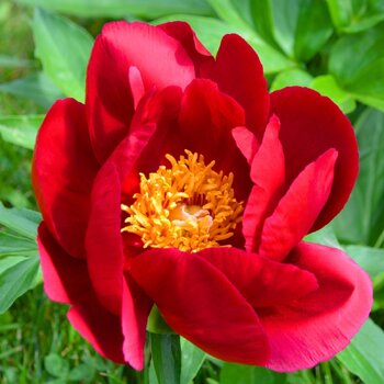 Herbaceous Peony- Rosedale