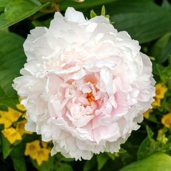 Herbaceous Peony- Marguerite Gerard