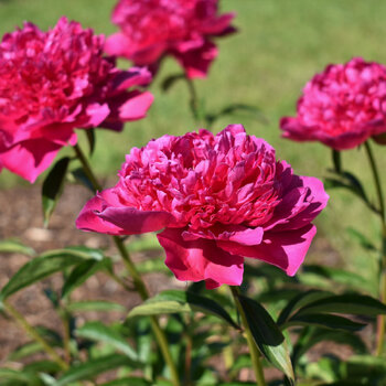 Herbaceous Peony- Felix Crousse