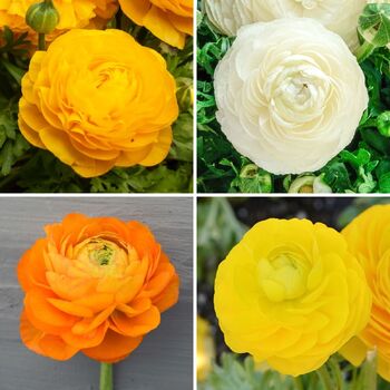 Ranunculus- Florentine Citrus Mix (Corm)