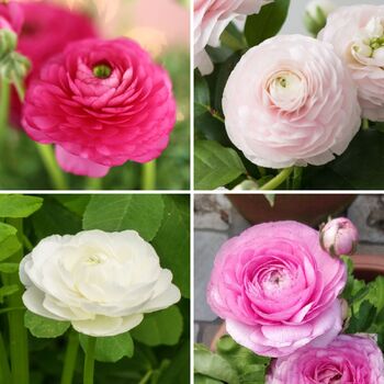 Ranunculus- Florentine Pastel Mix (Corm)