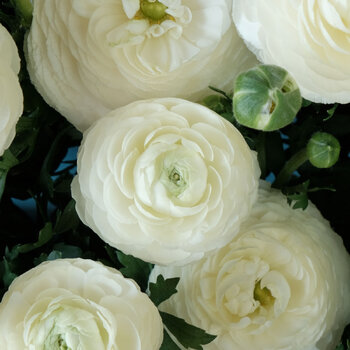 Ranunculus- Fablio Bianco (Corm)