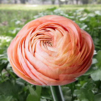 Ranunculus- Fablio Salmone (Corm)