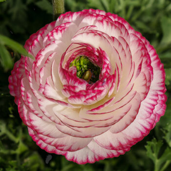 Ranunculus- Fablio Varigarto (Corm)