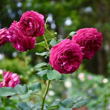 Rose- Delightful Parfuma