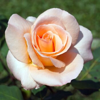 Rose- Apricot Nectar