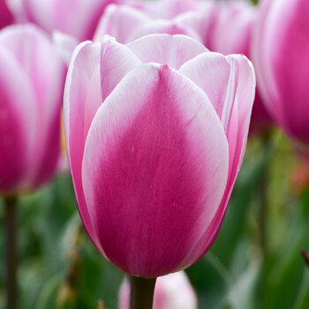 Tulip- Tresor