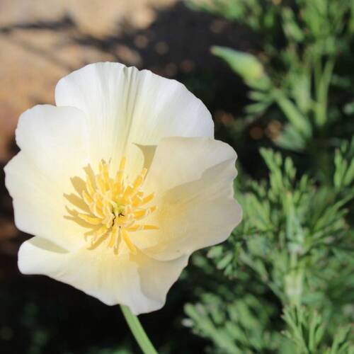 Californian Poppy- Alba seeds | The Seed Collection