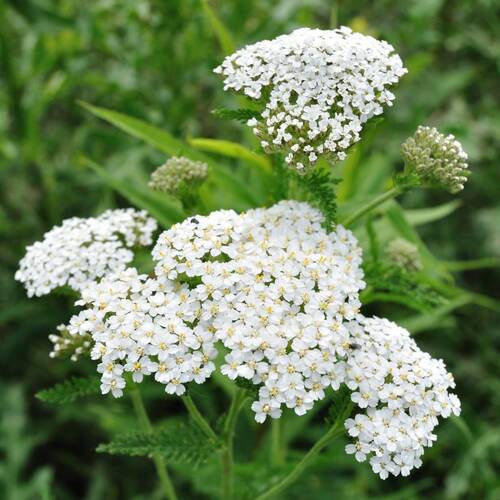 Yarrow seeds | The Seed Collection