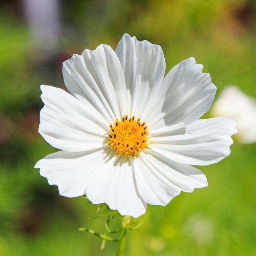 Cosmos- Versailles White seeds | The Seed Collection