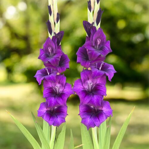 Gladiolus- Purple Flora | The Seed Collection