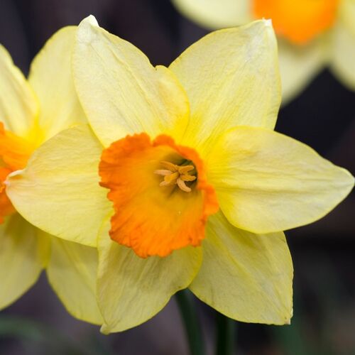 Daffodil- Red Devon | The Seed Collection