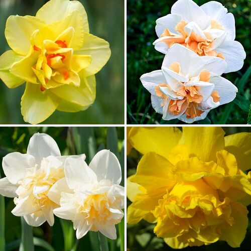 Double Daffodil- Mixed | The Seed Collection