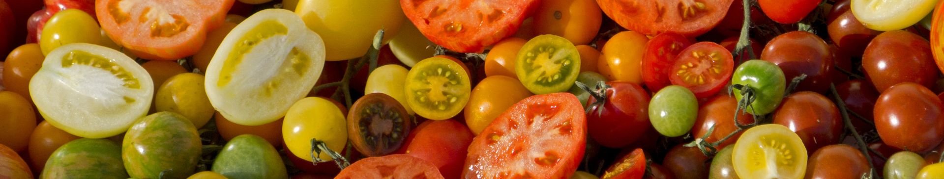 A Home Gardener's Guide to Breeding Your Own Tomatoes