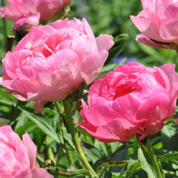 Peony Herbaceous