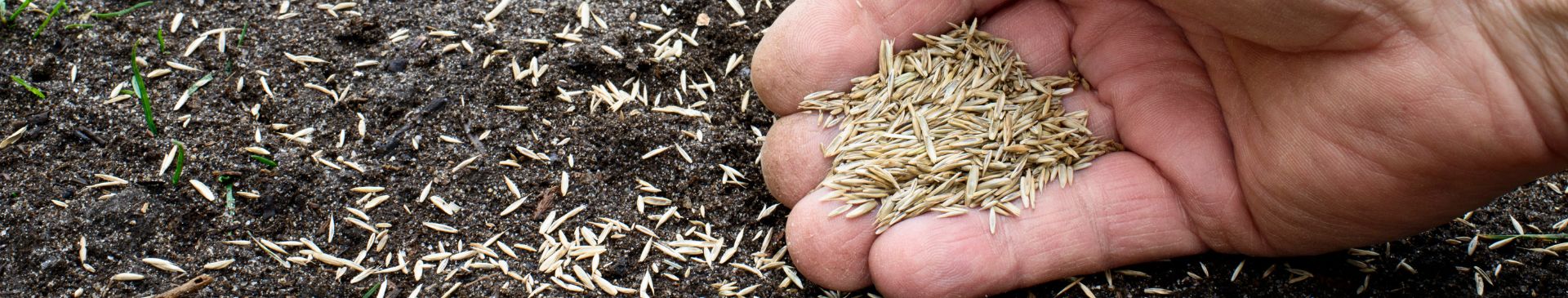 Scatter Sowing Seeds: A Convenient and Time-Saving Approach