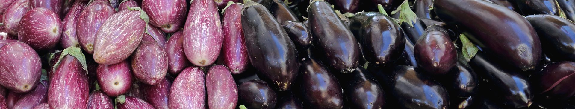 Jumpstart Your Eggplant Harvest by Starting Seeds Indoors