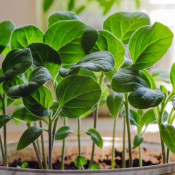 Jumpstart Your Eggplant Harvest by Starting Seeds Indoors