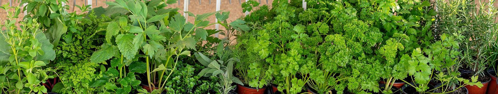 5 Unique Plants to Spice up Your Herb Garden