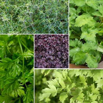 5 Unique Plants to Spice up Your Herb Garden