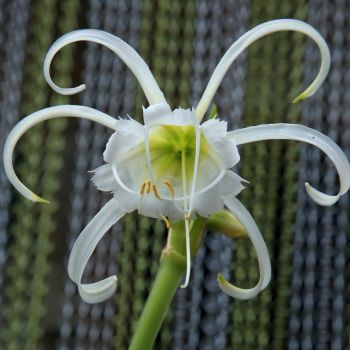 Spider Lily Bulbs