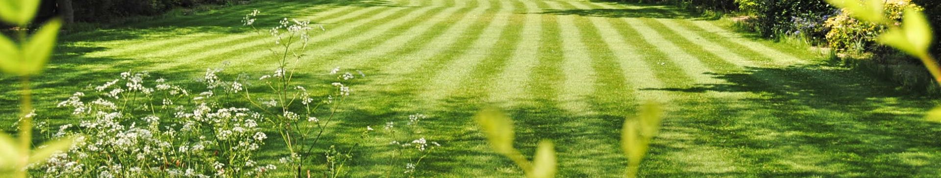 Lawns: The Benefits, Drawbacks, and Alternatives