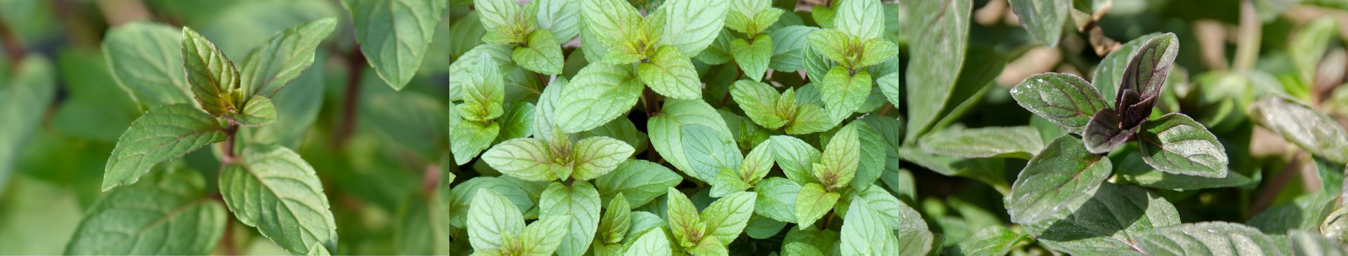 Why Can't I Grow Chocolate Mint From Seed?