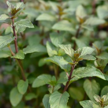 Why Can't I Grow Chocolate Mint From Seed?