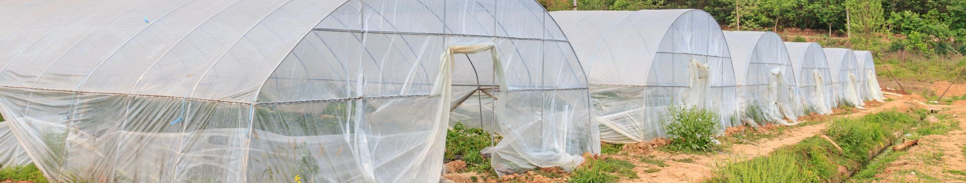 10 Common Greenhouse Mistakes (and How to Avoid Them)